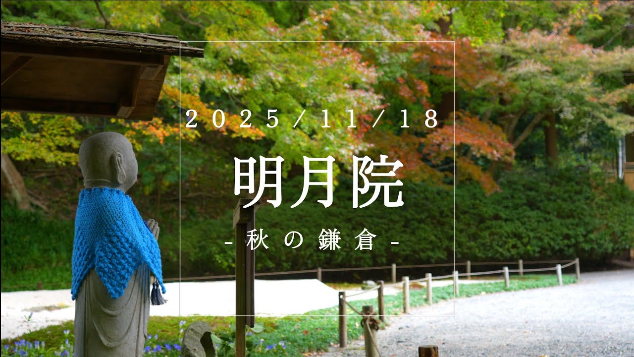 秋の北鎌倉【明月院】紅葉期には公開される本堂奥の庭園へ#紅葉 #鎌倉＃明月院＃Meigetsuin Temple ＃Autumn in Kamakura