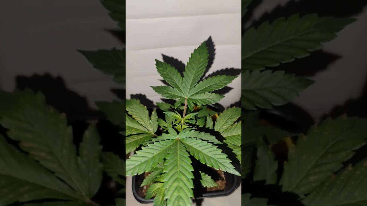 Banana Purple Punch RF3 ☘️ Fastbuds Specials 💥 #youtubeshorts #shorts