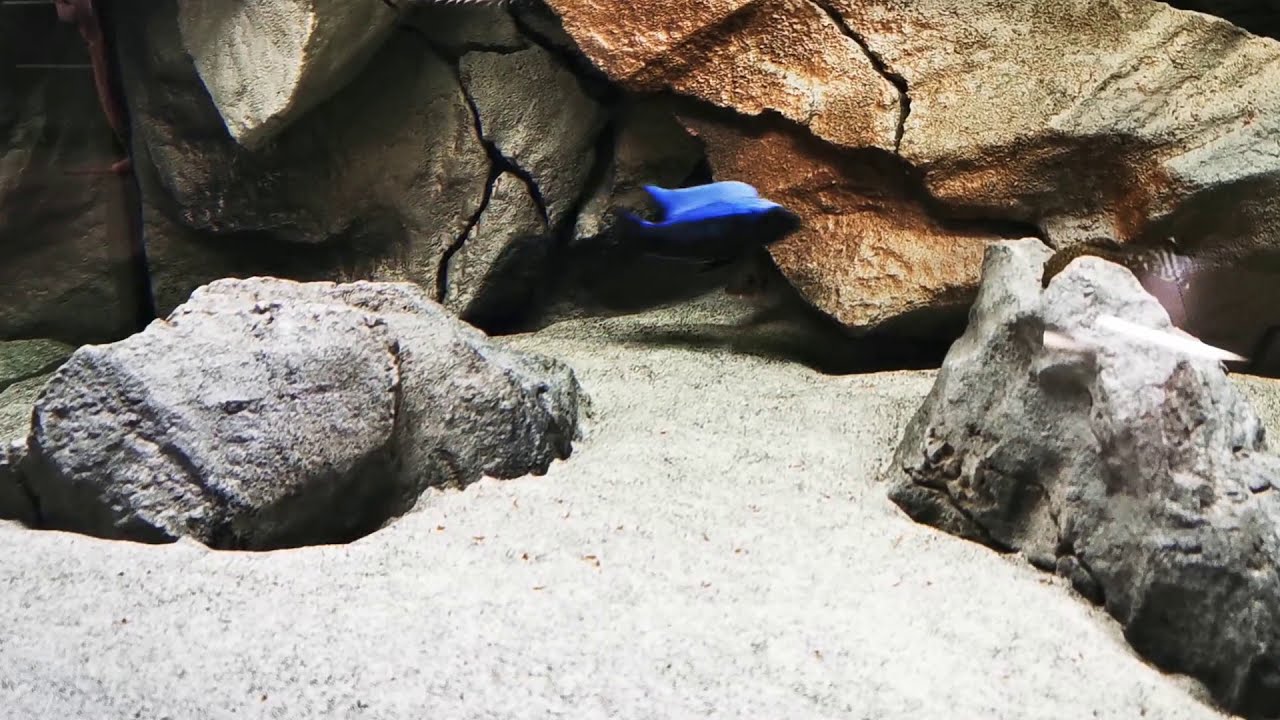 Copadichromis trewavasae  Lupingu spawning