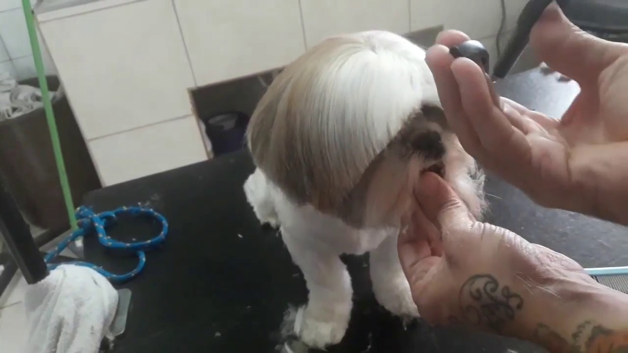 aprenda como tosa a carinha da raça shih tzu ,de um jeito  simples e fácil.