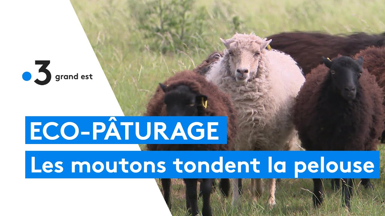 Eco-pâturage : le nouvel engouement pour la tonte écologique effectuée par des moutons et des brebis