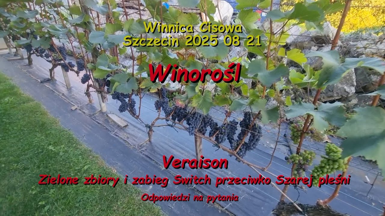 WINOROŚL - Veraison (zielone zbiory i zabieg Switch) - Winnica Cisowa 2025 08 21