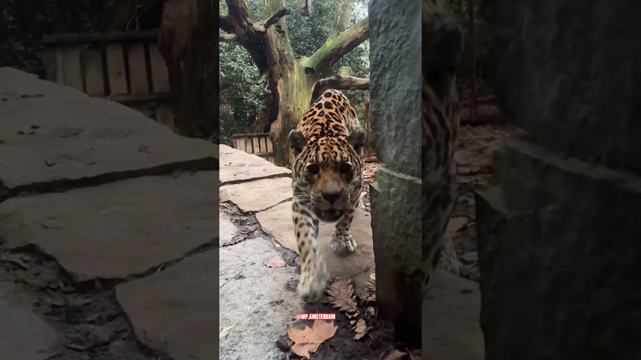 #jaguar