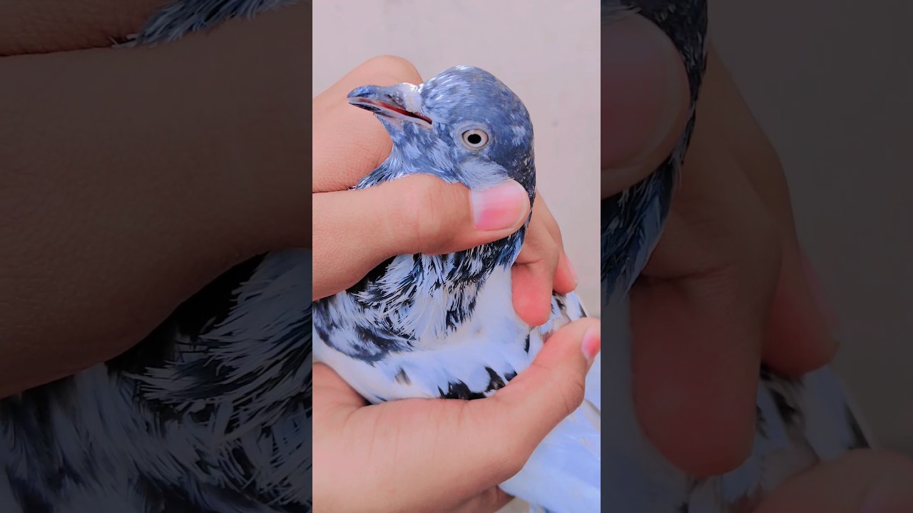 Nye kabutarke par kaise kate | how cut new pigeon feather | high flyer pigeons 