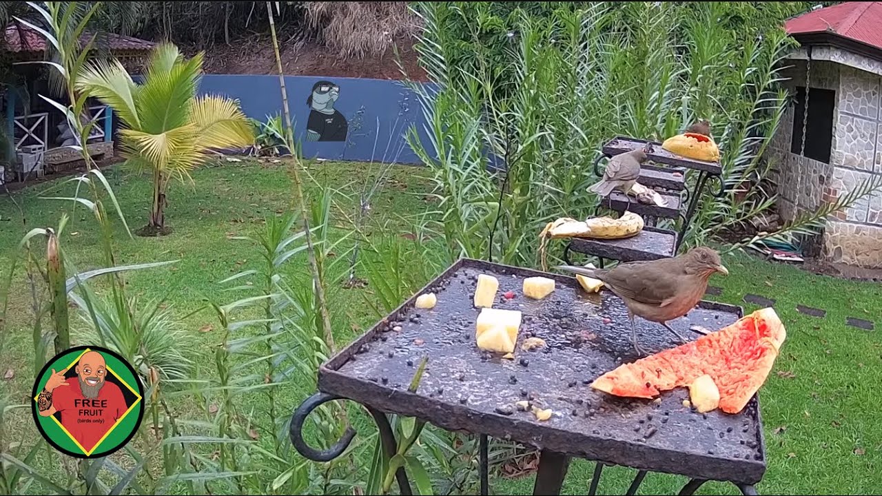 Costa Rica Live Bird Fruit Feeder Cam | Gingerbread Nuevo Arenal