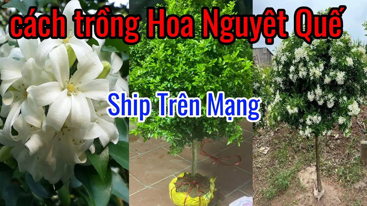 Cách Trồng Hoa Nguyệt Quế từ A đến Z.
