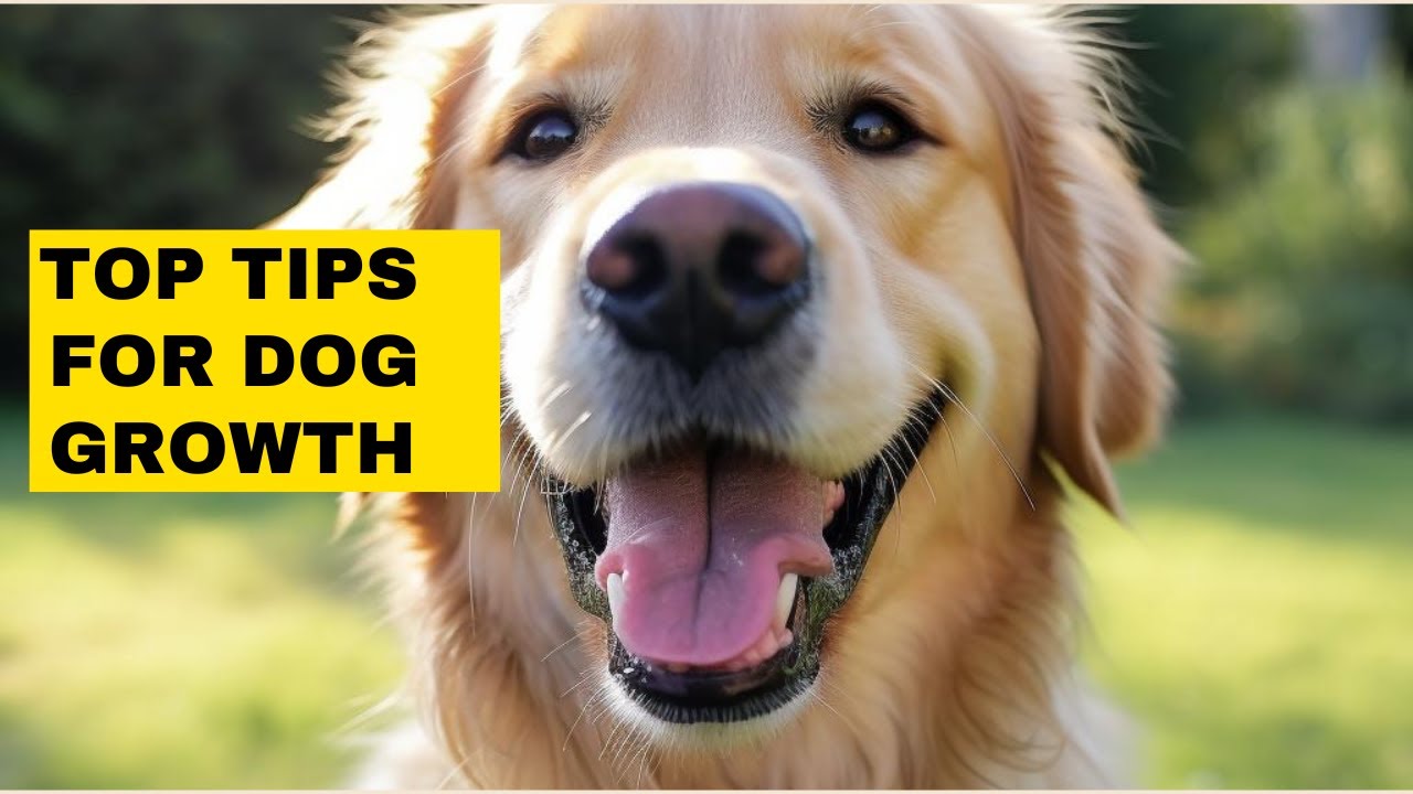 How To Make Your Dog Grow FASTER and BIGGER