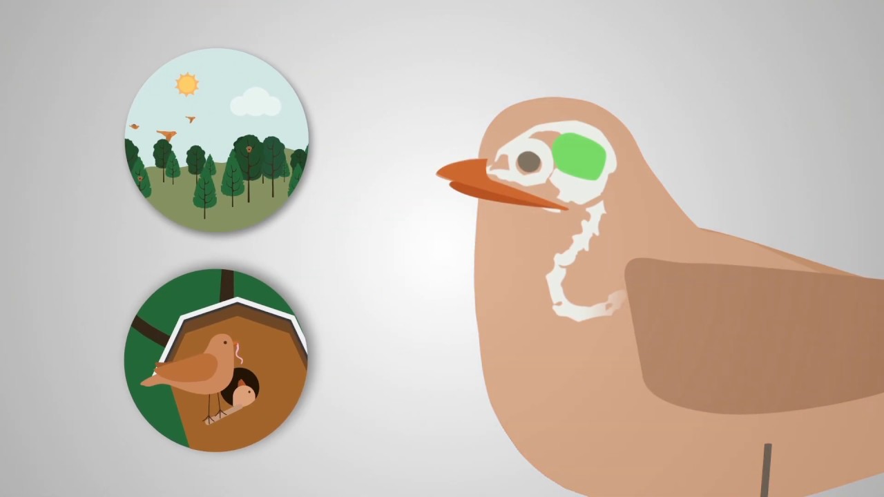 What if birds could smell?