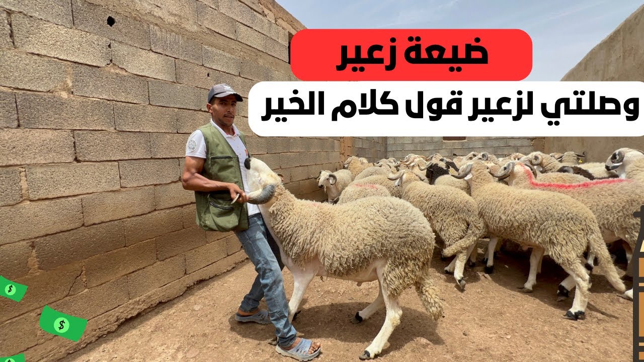 ضيعة زعير بلاد الخير 🇲🇦غي جي وطبع حولي مليح