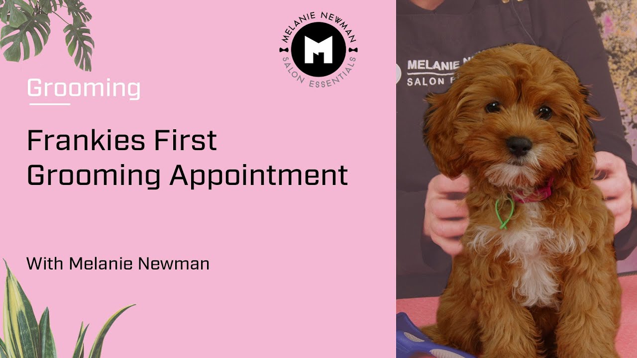 Frankie’s first grooming appointment.