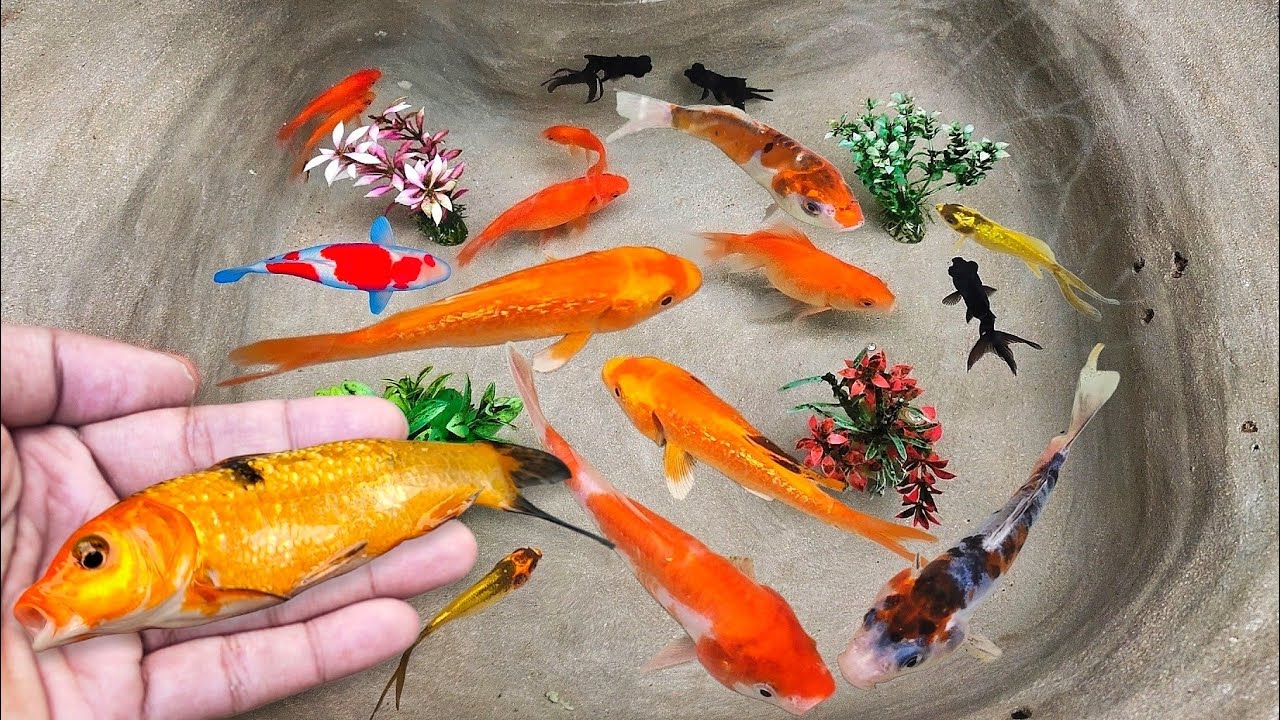 Serok ikan hias warna-warni, ikan koi, ikan mas koki, ikan komet hias, ikan gurami, kura-kura brazil