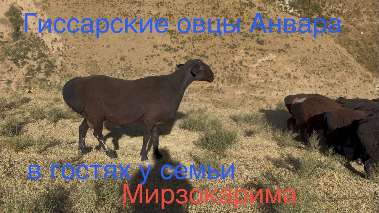 Гиссарские овцы Анвара и мы в гостях у сыновей Ходжи Мирзокарима