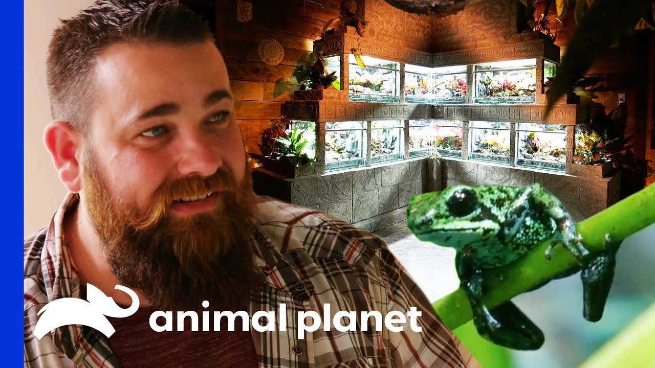 Incredible Ancient Mayan Terrarium For A Family Of Frogs | Scaled
