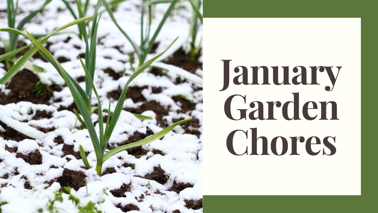 What Im Doing In January: Monthly Garden Series