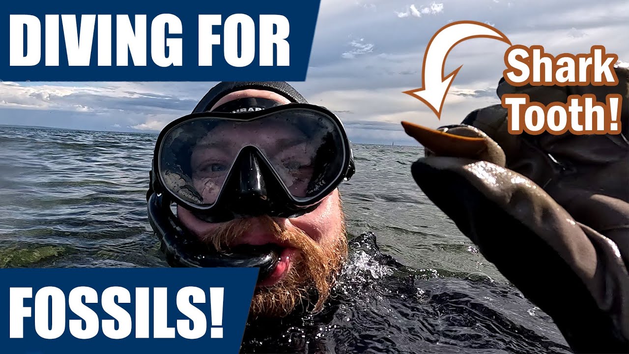 Australia fossil adventure: diving for fossil shark teeth