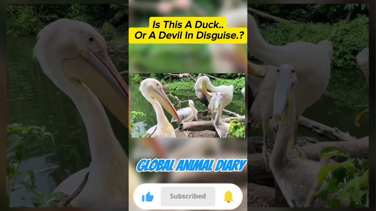 When Geese Scream by the Water!#GeeseScreaming #FunnyAnimals #WaterBirds #DuckHonk #viralvideo
