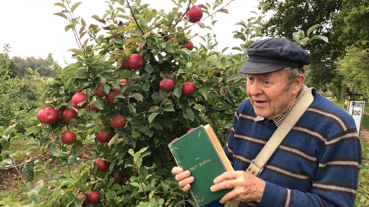 How to identify apple varieties
