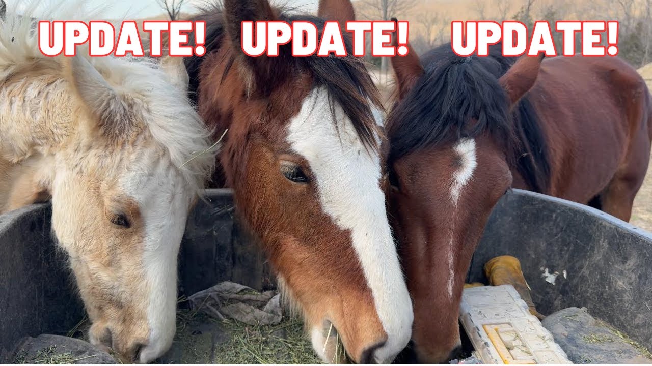BIG UPDATES ON OUR HORSES: Trail Rides, Pregnancies & Amazing Transformations!