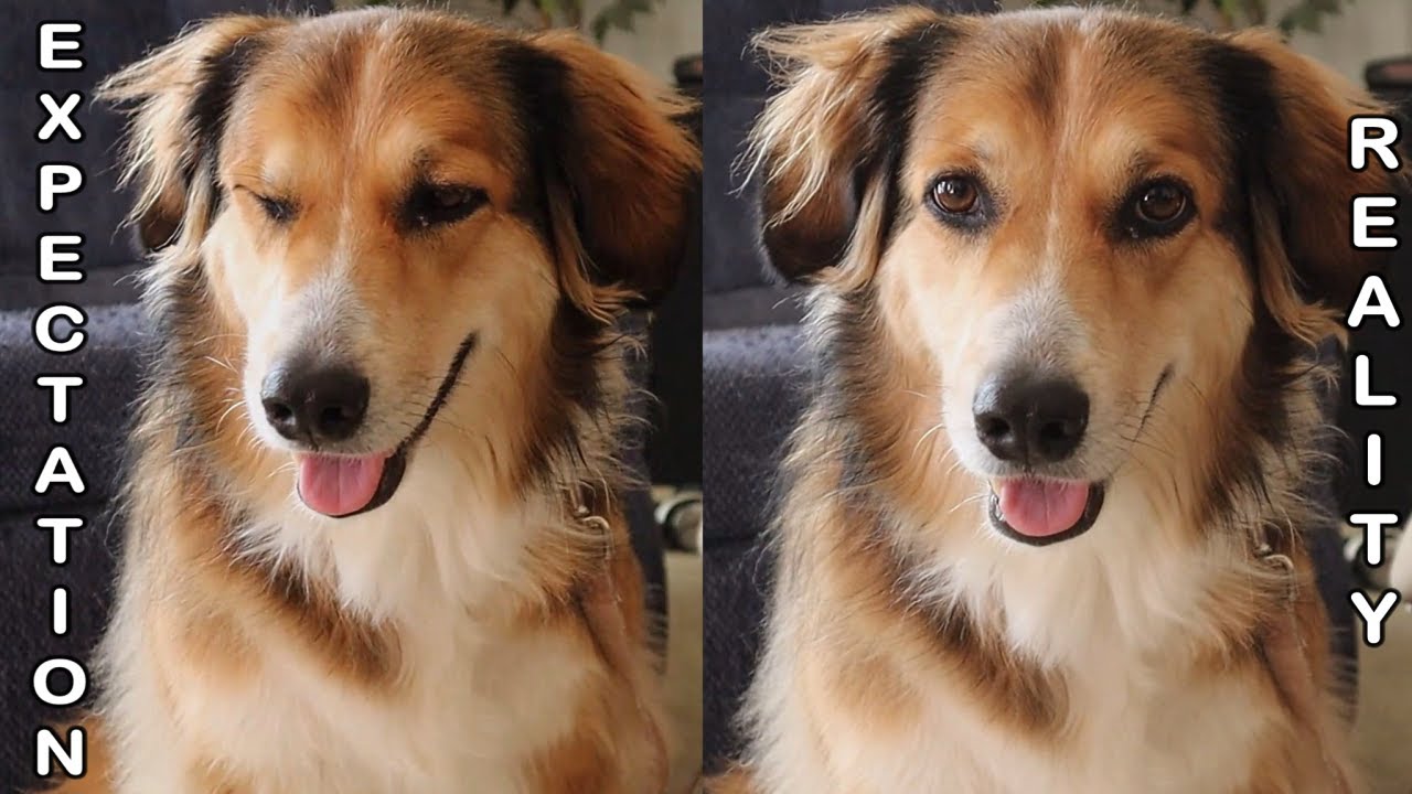 Owning An English Shepherd Dog: Expectations vs Reality