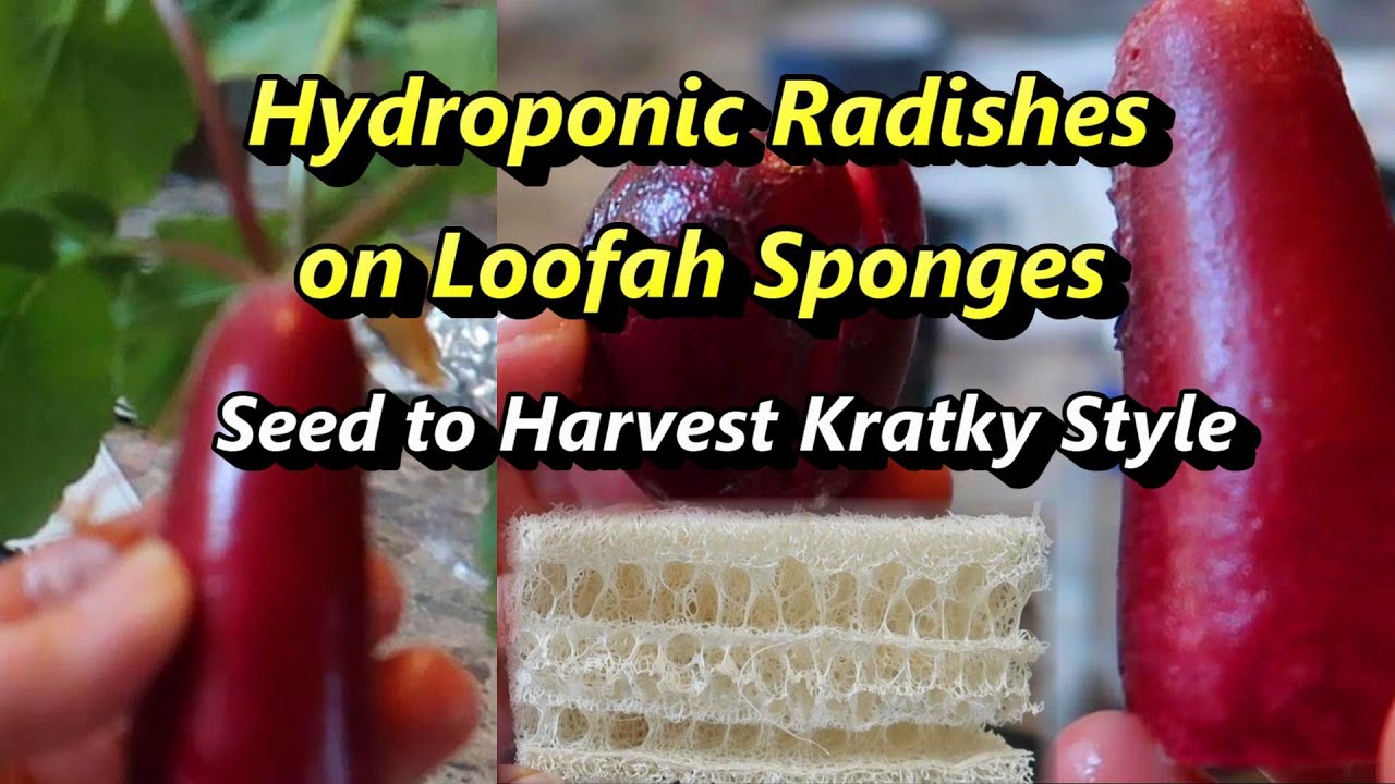 Growing Radishes Hydroponically on Loofah Sponges: Kratky Style!