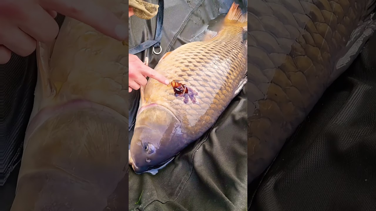 What all carp anglers should do!!!!!!! #carpfishing #carp #fishing #angler #carphunting