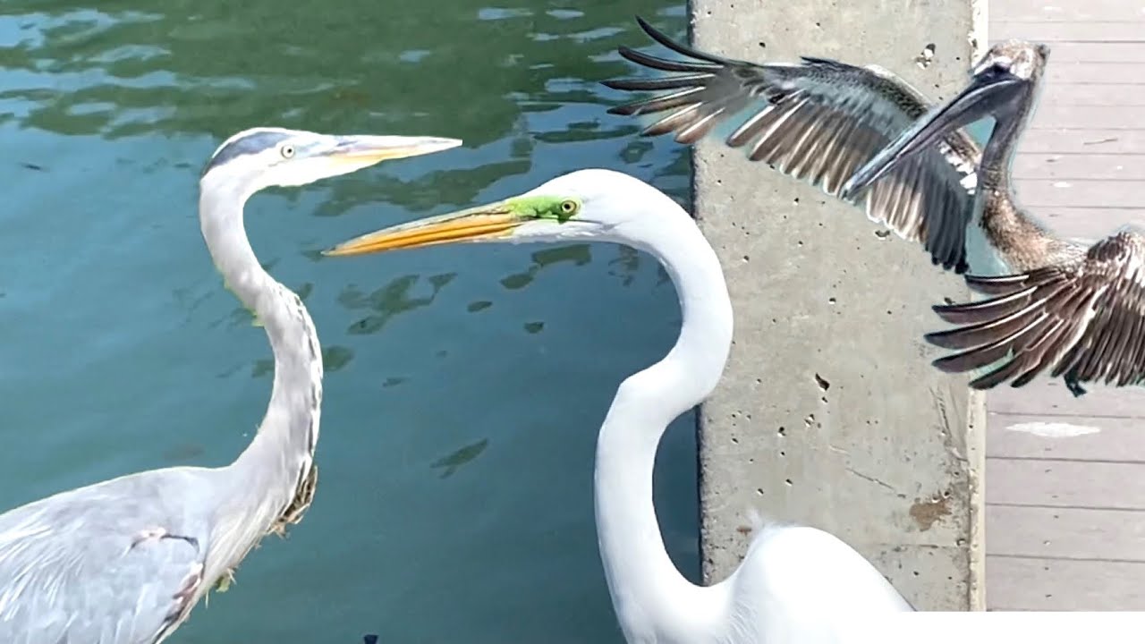 Birds at Ken Thompson Boat Ramp