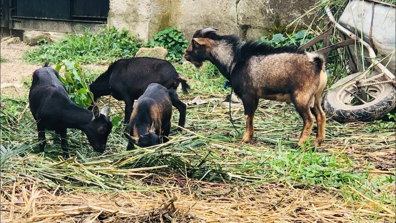 How Many Goats Can You Put On 1 Plot Of Land ?
