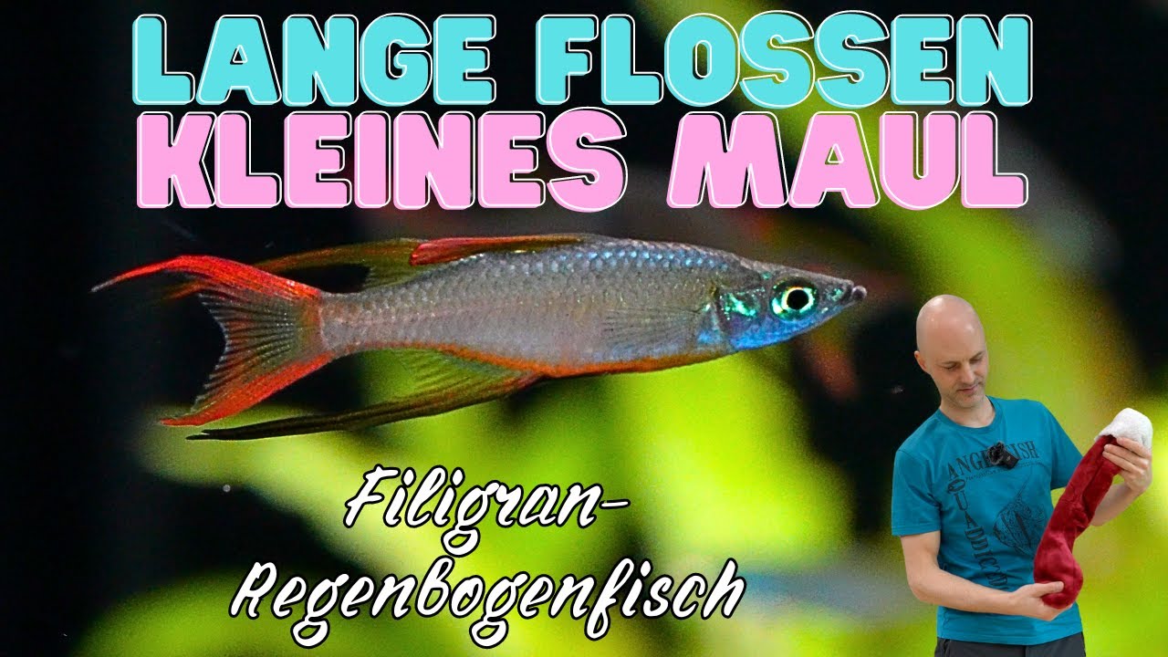 Der macht seinem Namen alle Ehre | Filigran-Regenbogenfisch - Iriatherina werneri - Tür 18