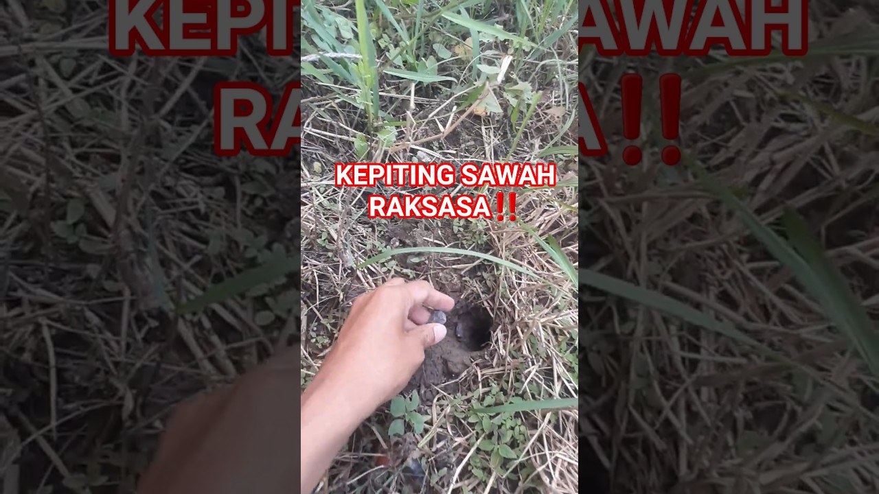 KETEMU LUBANG KEPITING SAWAH RAKSASA‼️ CARA UNIK MANCING KEPITING BIKIN KAGET