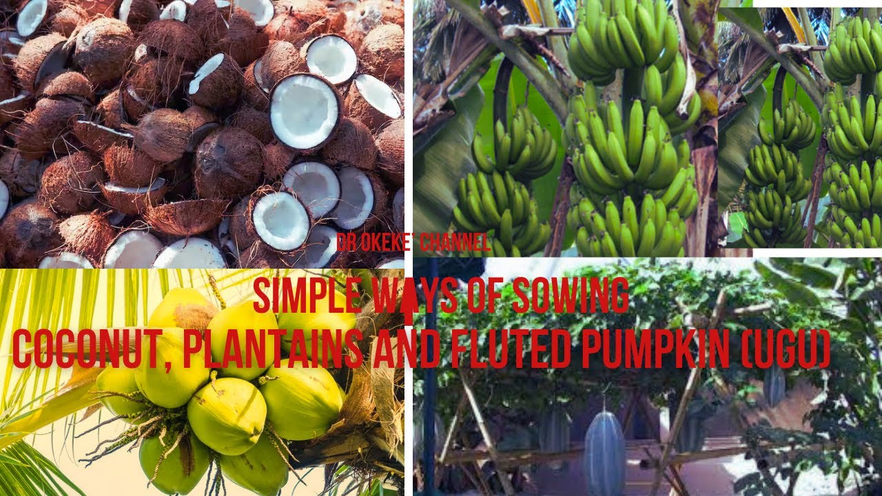 Simple ways of sowing Coconut, Plantains and Fluted Pumpkin (Ugu)