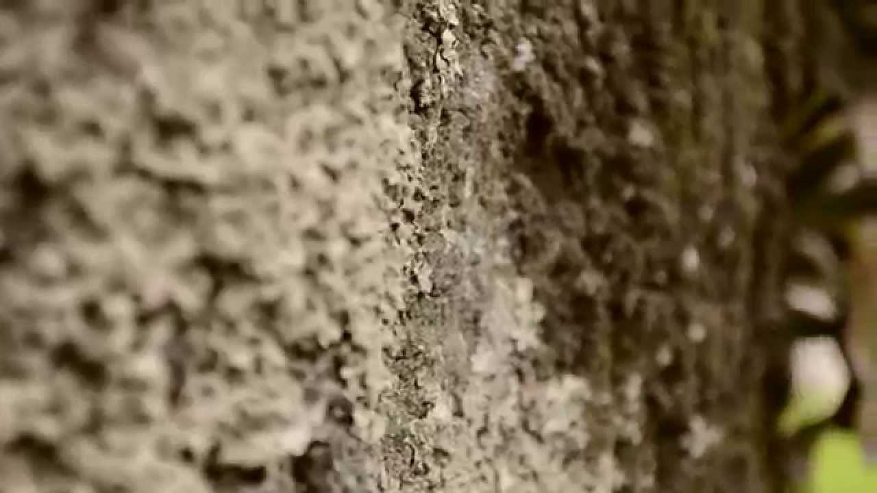 Volando - Victoria Laverde