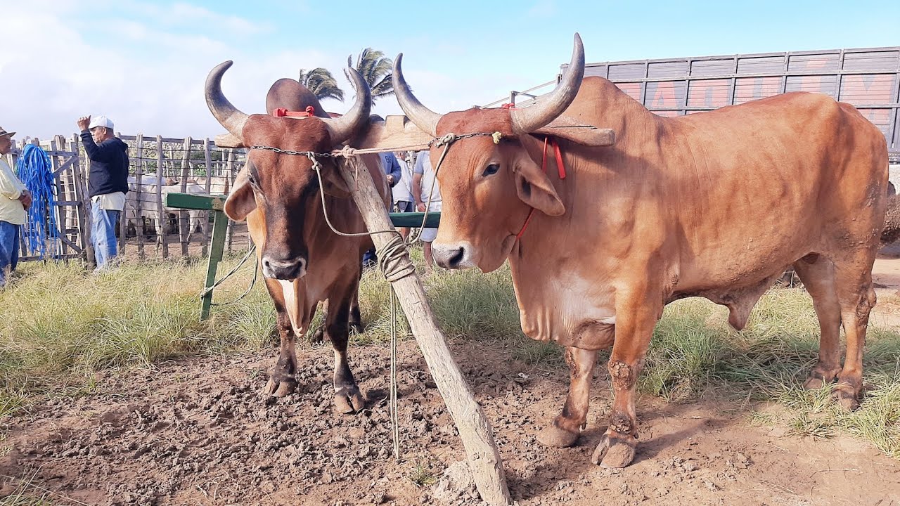 FEIRA DO GADO EM  SÃO BENEDITO CEARÁ 19/07/25