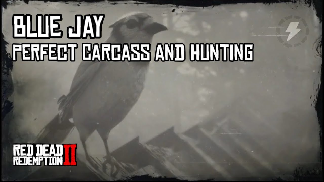 RDR2 - Blue Jay Perfect Carcass and Hunting Guide
