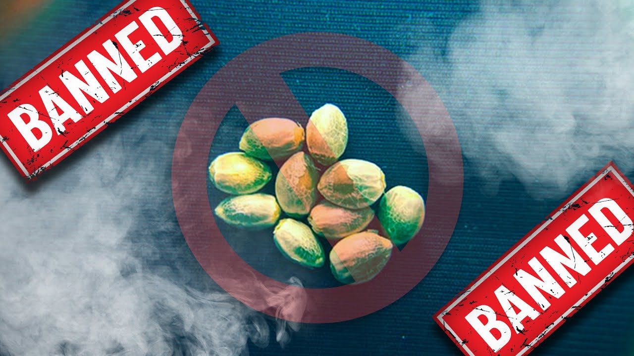 They BANNED Cannabis Seeds (Prices Going UP!)