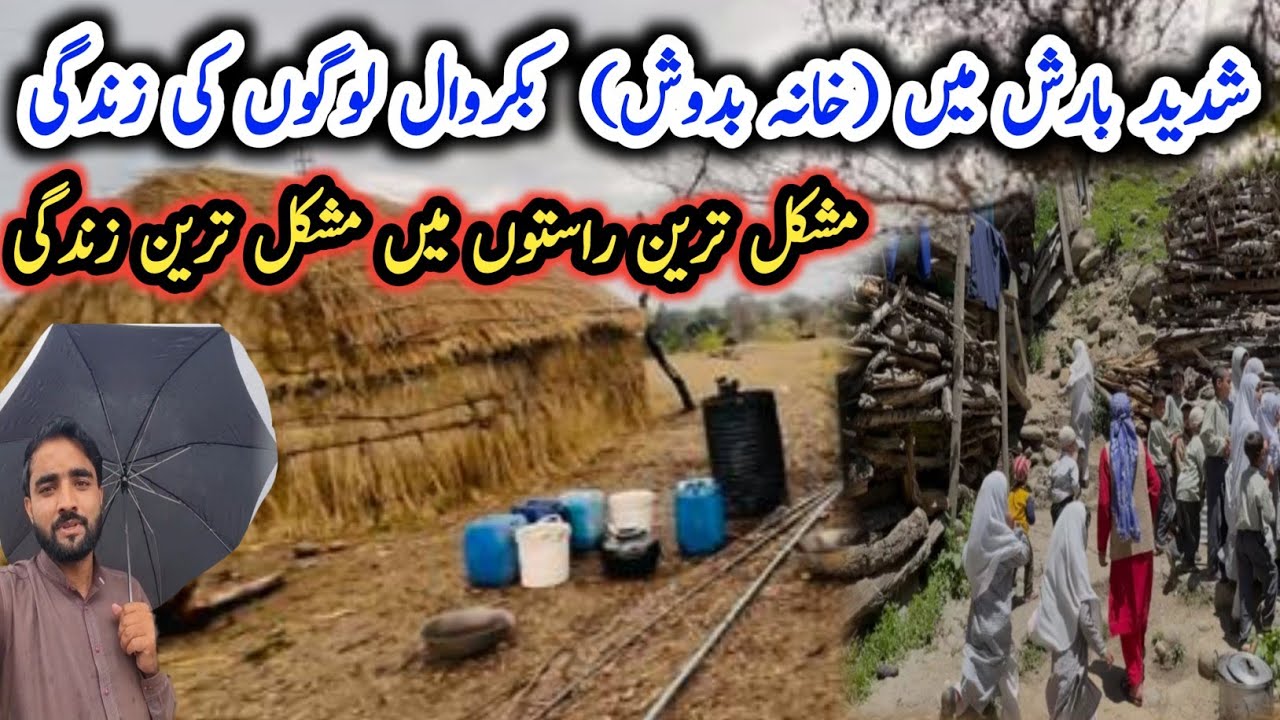 Life of the Bakarwal (gypsy) people in heavy rain|Family vlog |Dadyal ajk|Israr ahmed official 