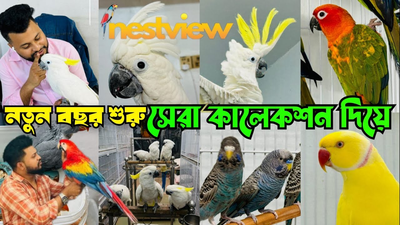 বছরের শুরুতেই ধা'মাকা | সেরা কালেকশন | Nestview | Macaw Cockatoo | Mirpur 1 Pakhir Hat #viral