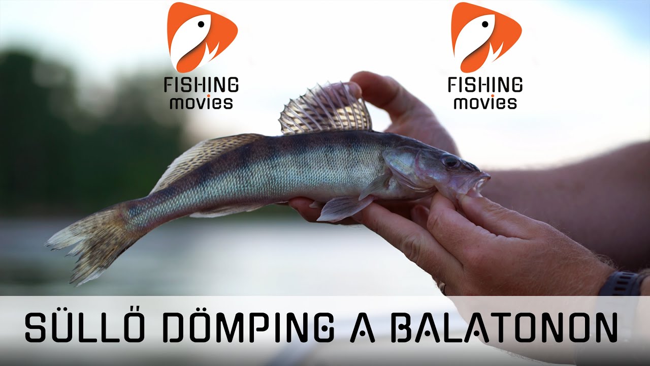 Süllő dömping a Balatonban