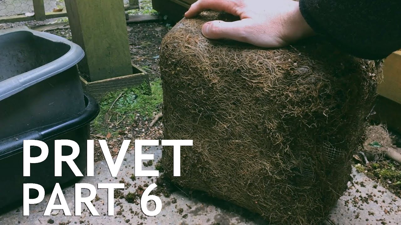 Privet Bonsai, From Cutting, part 6