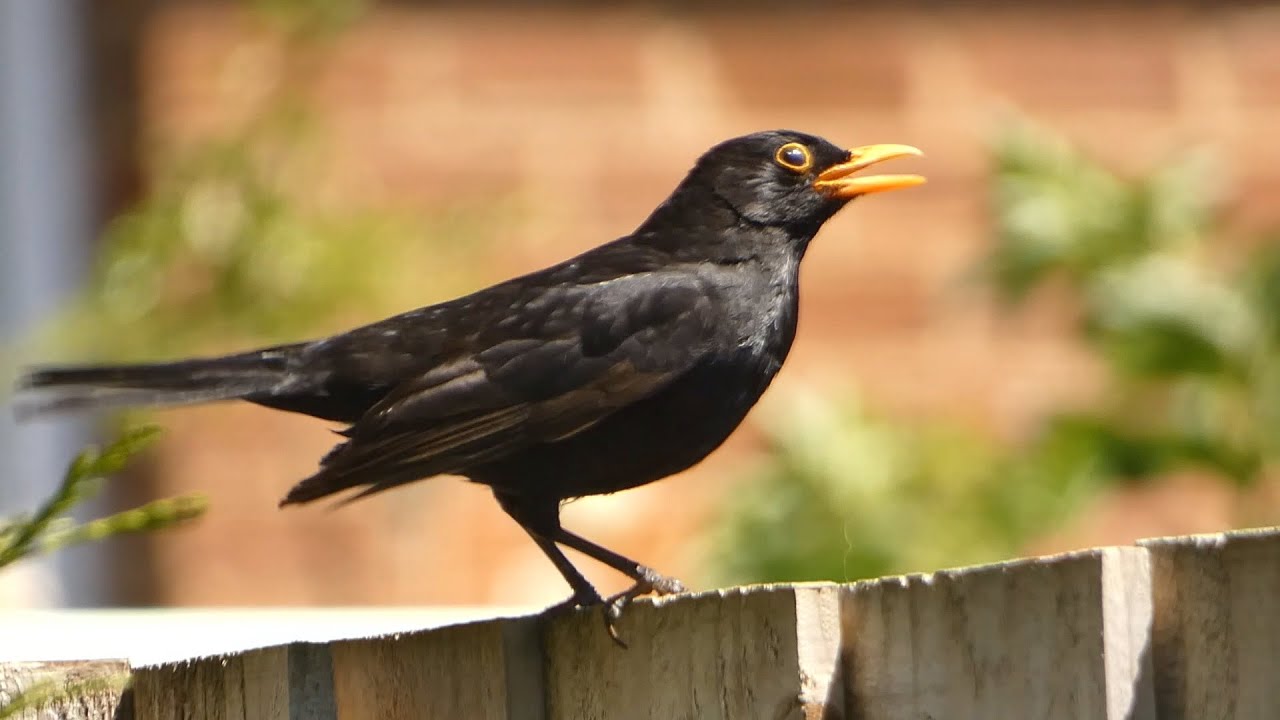 Garden Update: 31st May 2020