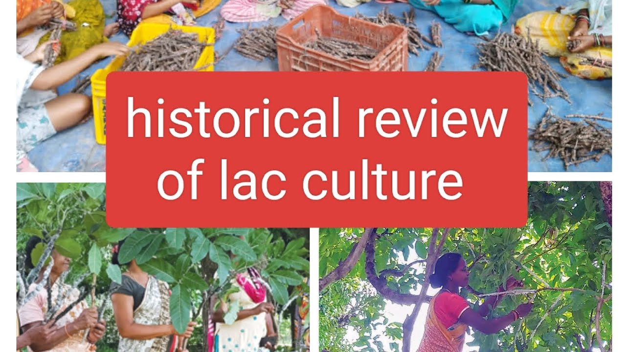 #historical review of lac culture #msc #bsc level 
