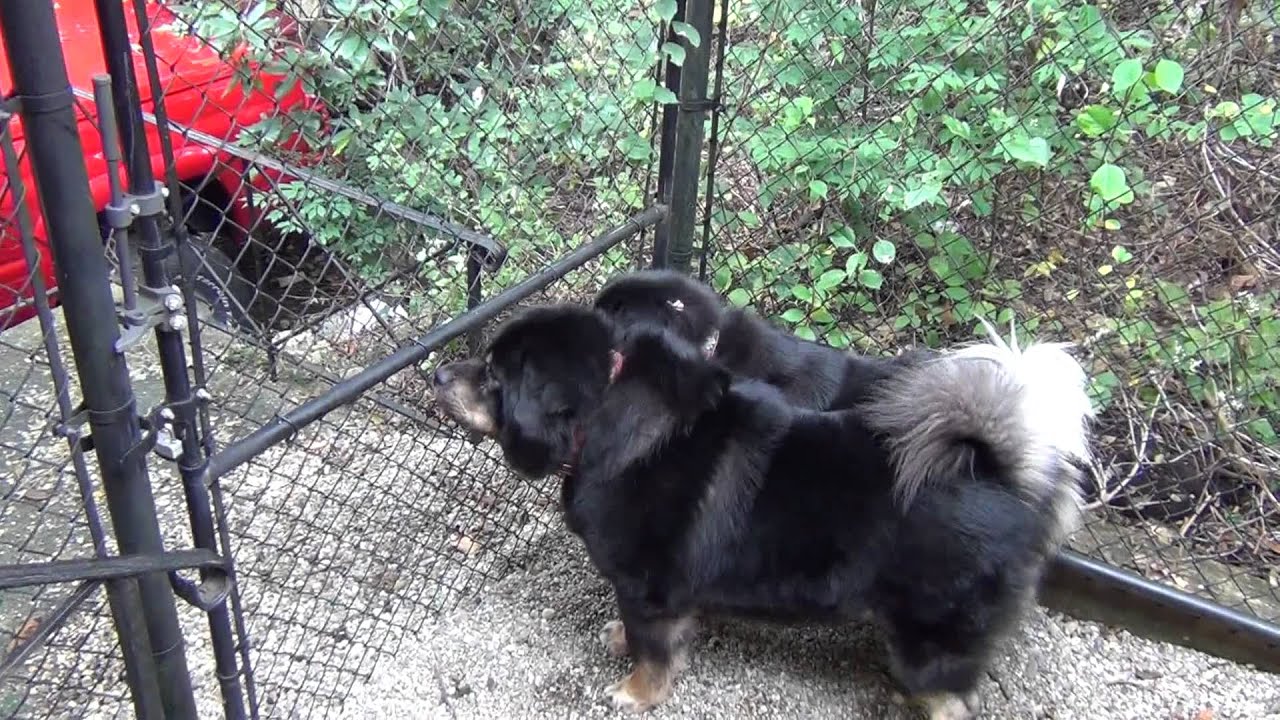 Tibetan Mastiffs barking some more