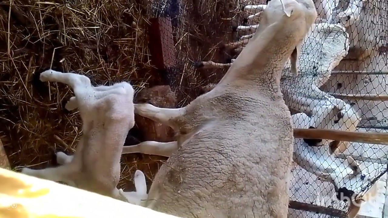 خروف اللي طرحت رومنا عليها خروفه اخرى نكرات الام ديالها راها قبلتها مزيان 🐑🤔🤫🫡🤦👑