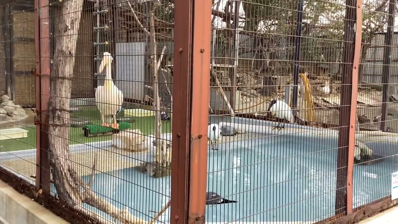 姫路動物園ペリカン
