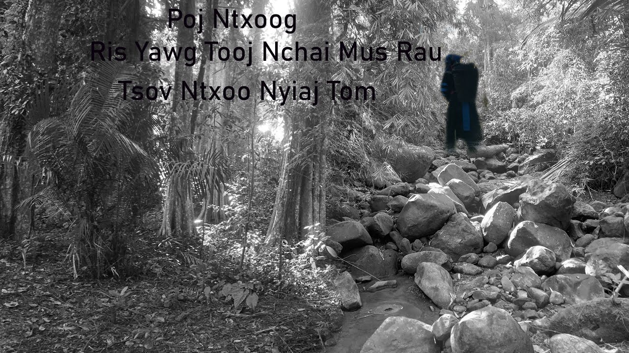 Mar 1, 2025 Poj Ntxoog Ris Yawg Tooj Nchai Mus Rau Tsov Ntxoov Nyiaj Tom