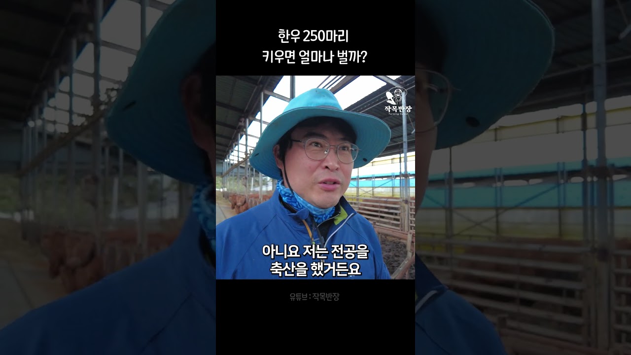 한우 250마리 키우면 얼마 벌까?