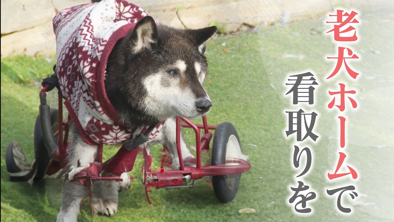 動物病院ではできない介護を担う｢老犬ホーム｣ 犬の平均寿命は14.82歳 人もペットも“超高齢化”