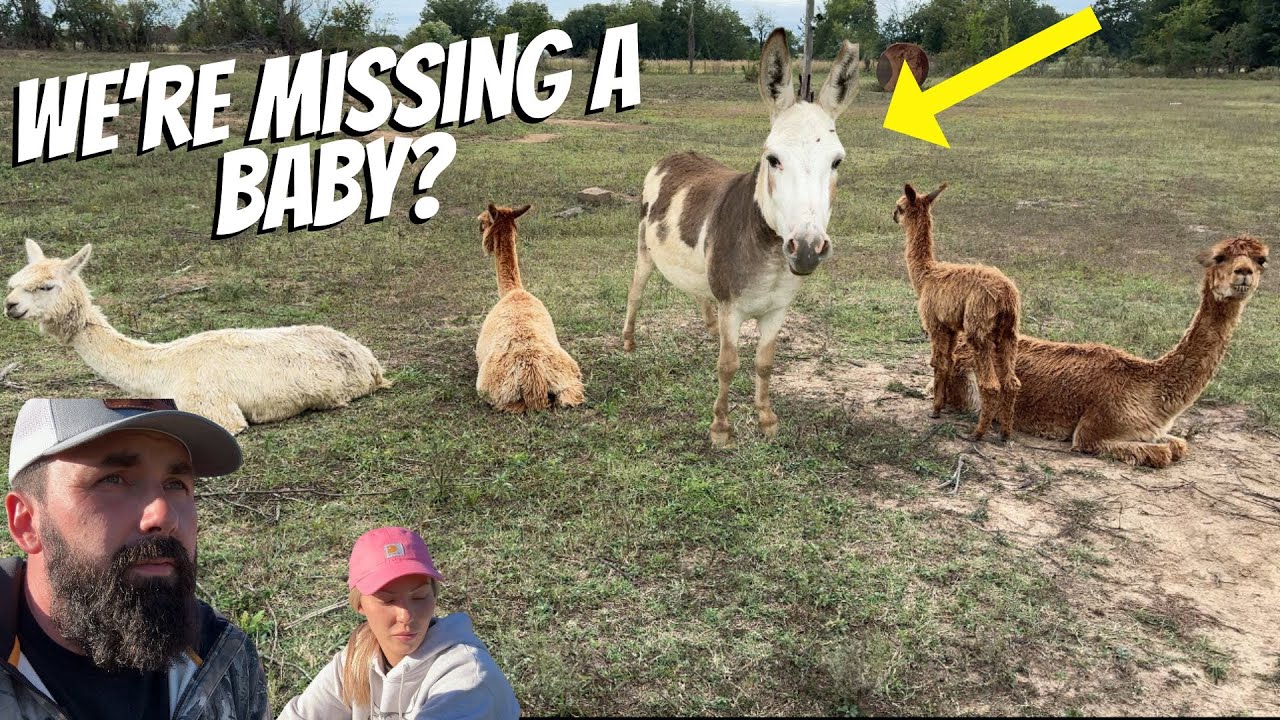 GUARD DONKEY DID HIS BEST!