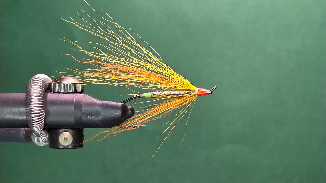 Gold Boddied Willie Gunn - One Fly A Day