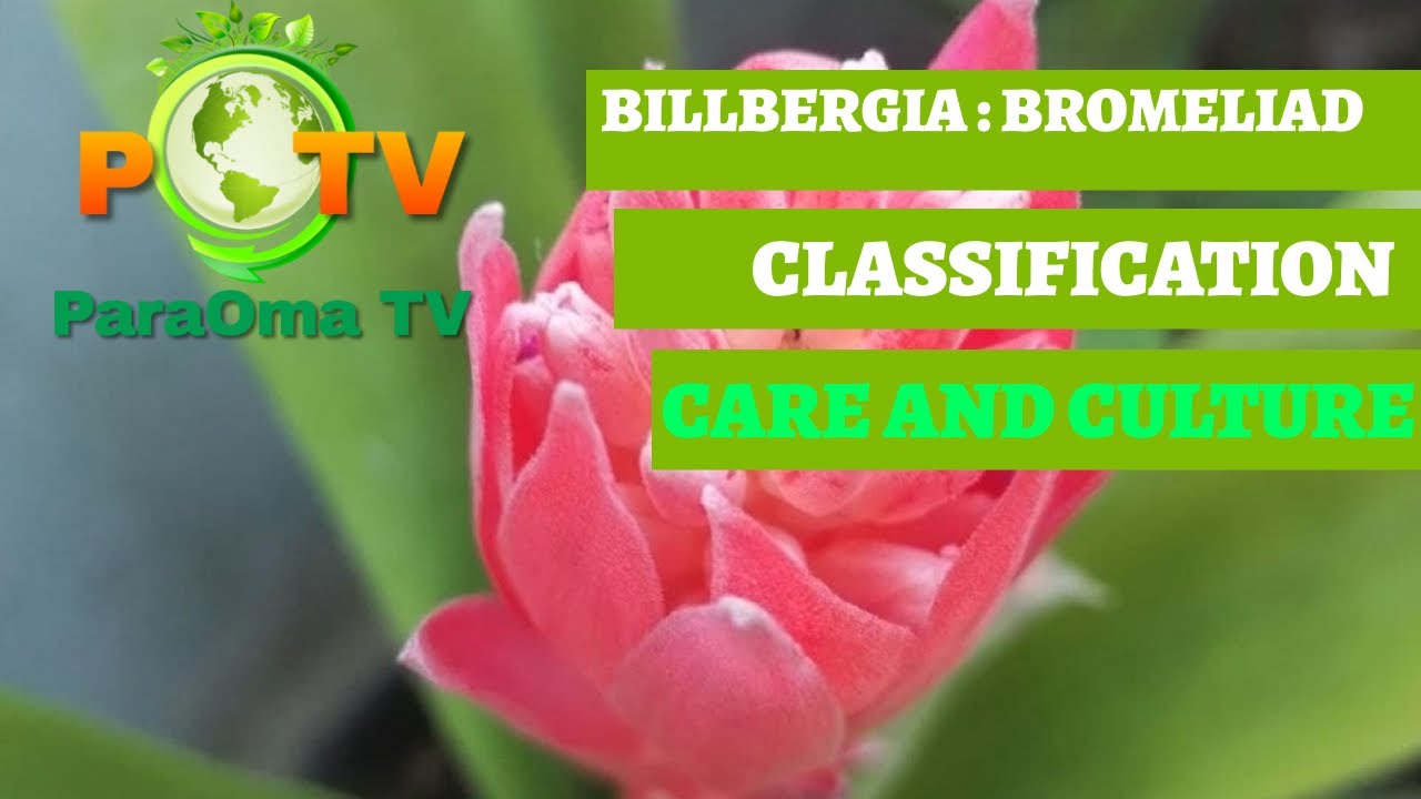 BILLBERGIA : CLASSIFICATION, CARE AND CULTURE - BROMELIAD PLANT