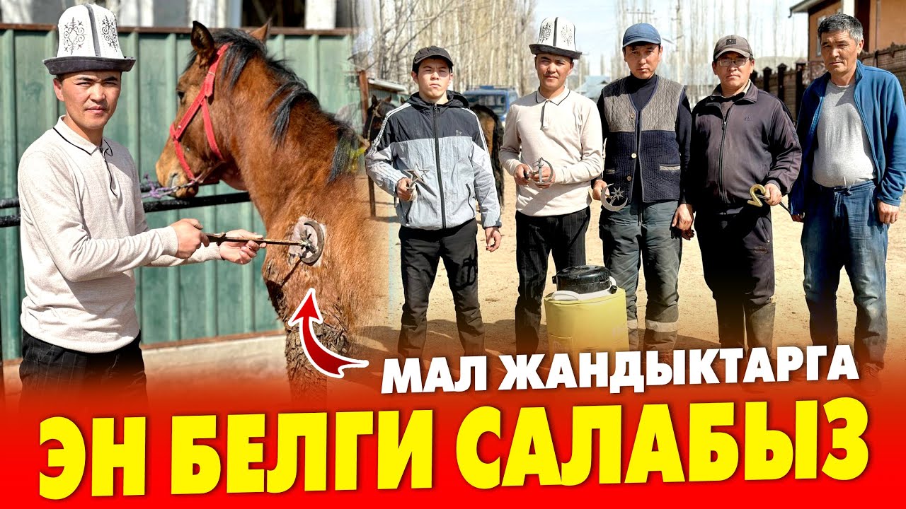 КОЙДОН баштап ЖЫЛКЫГА чейин ЭН БЕЛГИСИН басабыз ~ Малыӊыз ТААНЫМАЛ болот 🇰🇬 НУРБЕК молодец
